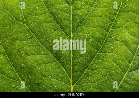 waterdrops on a green leaf Stock Photo