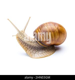 snail looks back Stock Photo