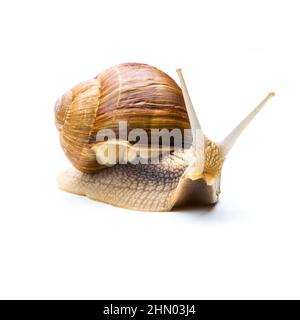 brown Snail looks interesting Stock Photo