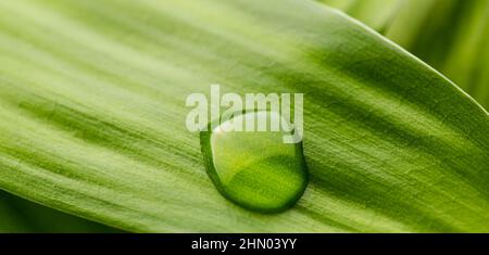 waterdrop on a leaf Stock Photo
