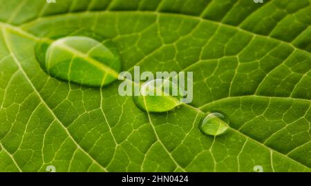 waterdrops on a leaf Stock Photo