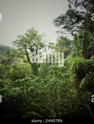 Mau Forest in the Rift Valley of Kenya Stock Photo
