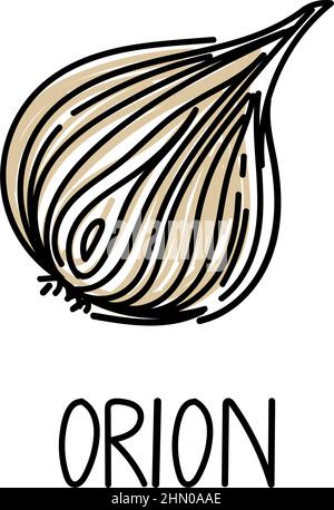 Onion, hand-drawn doodle style element. Logo and emblem packaging design template - spices and herbs - onion. Stock Vector
