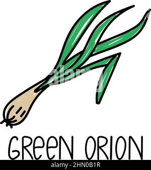 Green onion, hand-drawn doodle-style element. Logo and emblem packaging design template - spices and herbs - green onion feathers. Logo. Stock Vector