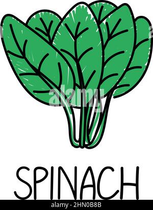 Spinach, hand-drawn doodle style element. Logo and emblem packaging design template - spice - spinach leaves. Logo. Stock Vector