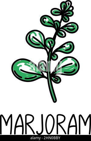 Marjoram, a hand-drawn doodle-style element. Logo and emblem packaging design template - spices and herbs - a sprig of marjoram. Stock Vector