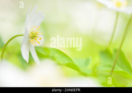Close-up of windflower / wood anemone (Anemone nemorosa). Focus on flower stamen. Shallow depth of field. Stock Photo