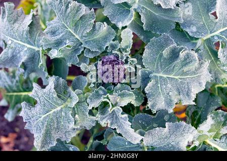 Purple sprouting broccoli plant growing top view above of beautiful vegetable and leaves in winter February garden Wales UK Britain   KATHY DEWITT Stock Photo