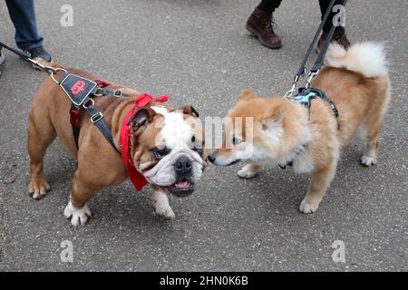 London, UK. 13th Feb, 2022. Digby the English Bulldog at the All Dogs Matter Valentine Dog Walk, Hampstead, London. Dogs and their owners, many dressed for Valentine's Day, gathered at the Garden Gate pub in Hampstead before embarking on the annual fund-raising walk across Hampstead Heath for dog rescue and re-homing charity All Dogs Matter. Despite a large number of dogs, they were all very well behaved and very good boys. and girls! Credit: Paul Brown/Alamy Live News Stock Photo