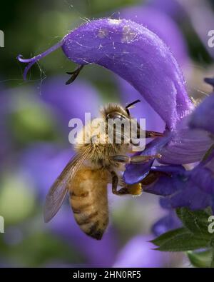Macro photo of Honey Bee drinking nectar from blue sage flower Stock Photo