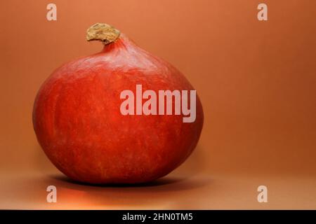 Single fresh orange miniature pumpkin isolated on orange background Stock Photo