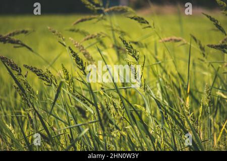 Rice plant - Oryza Sativa - commonly known as Asian rice, is the plant species most commonly referred to in English as rice Stock Photo