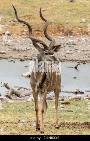 Portrait shot of Kudu Bull approaching the camera. Stock Photo