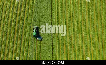 Harvesting hay in summer. Combine harvester of an agricultural machine collects ripe grass on the field. View from above. Stock Photo
