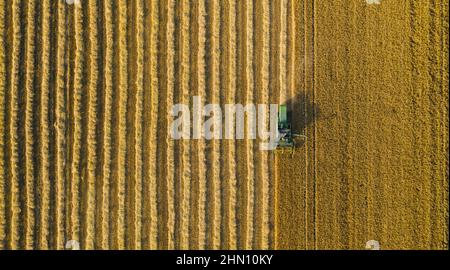 Combine harvester of an agricultural machine collects ripe golden wheat on the field. Drone Shot. copyspace for your individual text Stock Photo