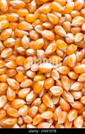 dried corn seeds, food background texture, closeup macro, taken from above Stock Photo
