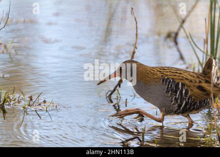 Water Rail Rallus aquaticus wader with long reddish bill pink legs reddish brown upperparts blue grey underparts black and white barring on flanks Stock Photo