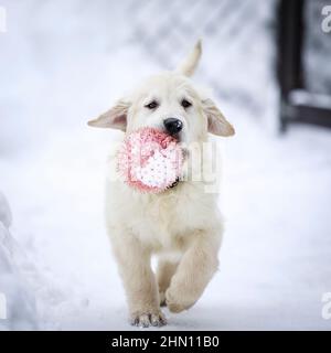 An English Cream Golden Retriever puppy with his pink ball. Stock Photo