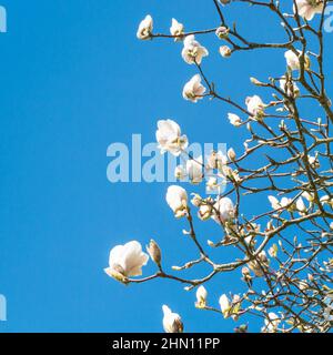 Magnolia tree flower. Delicate white petals against the blue spring sky. Selective focus. Copy space. Stock Photo