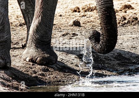 Close up of Elephant's trunk sucking up water to drink. Close up of Elephant's trunk sucking up water to drink.