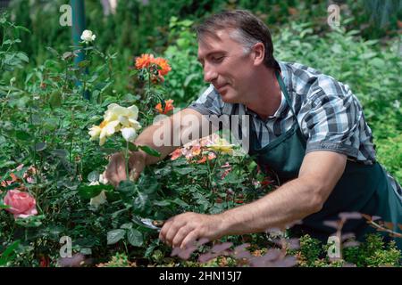 Gardener landscaping and taking care of beautiful roses Stock Photo