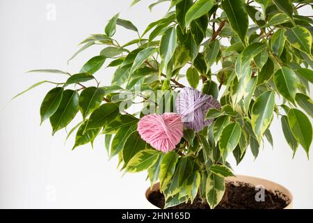 There are two knitted hearts on Benjamin's ficus. Festive concept Valentine's Day, Mother's Day, March 8. Stock Photo