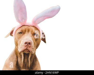 A chocolate Labrador puppy dog with bunny ears in front of a white ...