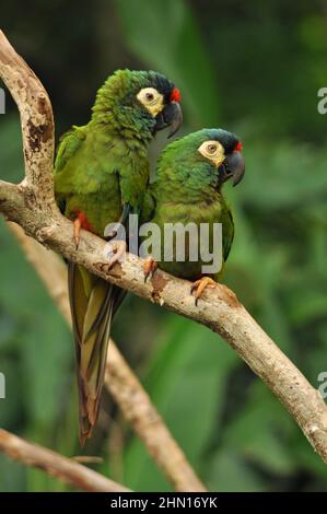 Pair of Blue-winged macaw (Primolius maracana) more commonly known as Illigers macaw, perched on a branch. Taken at Parque des aves, Brazil. Stock Photo