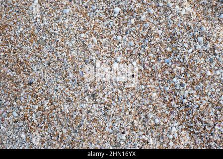 Sandy shell backgrounds. Sea coast. Texture. Stock Photo