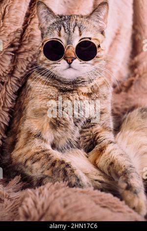 A ginger cat in sunglasses is resting on a sofa in a soft blanket. Stock Photo