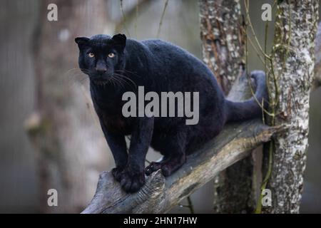 Black panther sitting on a tree Stock Photo