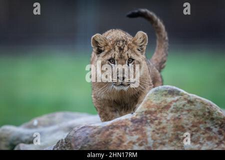 Baby lion playing on the rock Stock Photo - Alamy