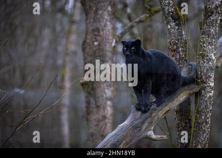 Black panther sitting on a tree Stock Photo