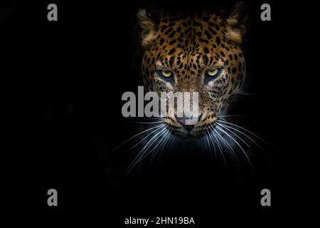Leopard with a black background Stock Photo