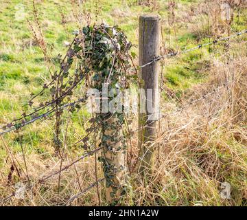 A wooden fence post, covered in ivy (hedera), of a barbed wire fence in the Norfolk countryside Stock Photo