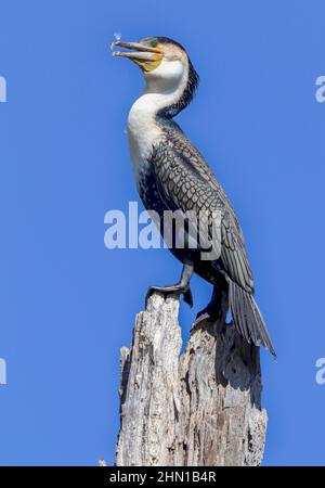 White-breasted Cormorant, South Africa Stock Photo