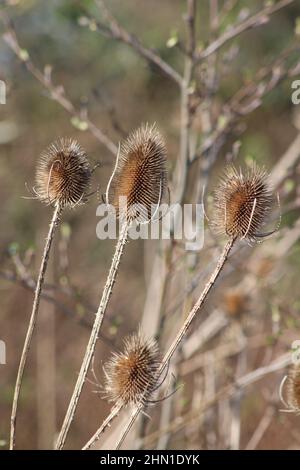 Thistle seed head in close up with blurred back ground Stock Photo