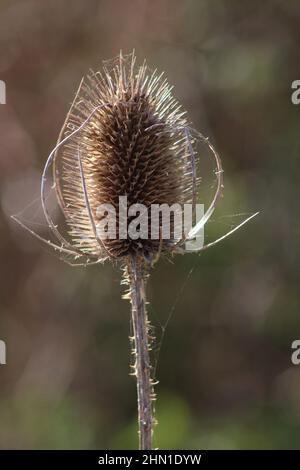 Thistle seed head in close up with blurred back ground Stock Photo