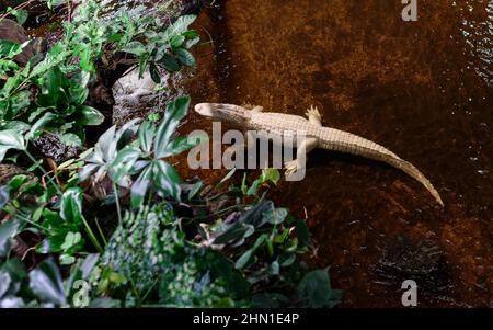 Albino alligator  Aquarium tropical