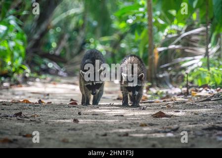 Raccoons on the trail, Cahuita National Park, Costa Rica Stock Photo