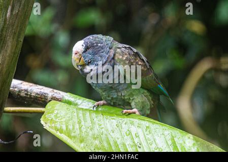 White-crowned Parrot (Pionus senilis), Cahuita National Park, Costa Rica Stock Photo