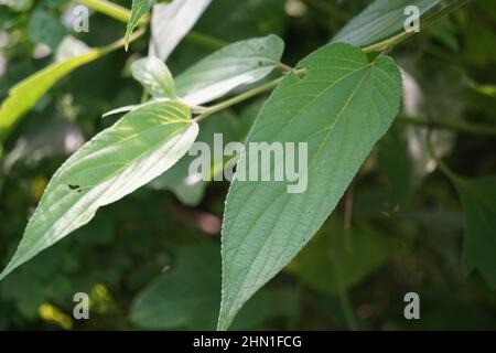 Trema orientale (also called Trema orientalis, Cannabaceae, charcoal tree, Indian charcoal tree) leaves Stock Photo