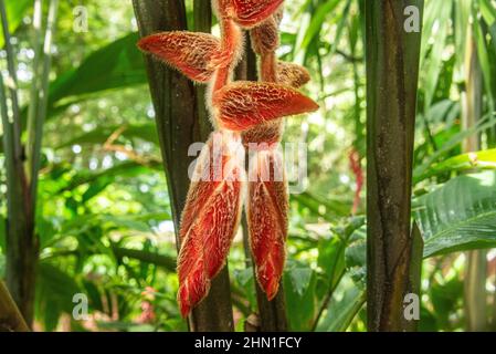 Heliconia danielsiana, Cahuita National Park, Costa Rica Stock Photo