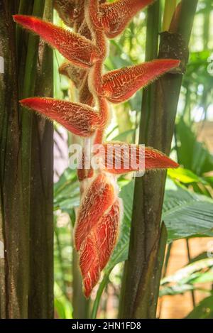 Heliconia danielsiana, Cahuita National Park, Costa Rica Stock Photo
