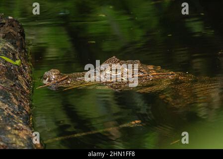 Lurking spectacled caiman (Caiman crocodilus), Cahuita National Park, Costa Rica Stock Photo