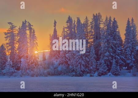 Winter sunset in Slovakia, sunrays through old fir trees Stock Photo