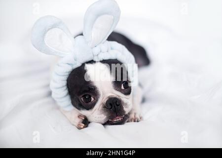 A cute Boston Terrier puppy with a bunny ears bandage is lying on a snow-white bed at home in the bedroom. The concept of Easter. Stock Photo