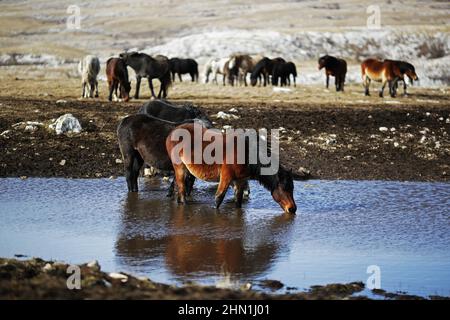 A herd of wild horses drinking water from natural pool on mountain. Horses are located on mountain Kruzi near Livno. Beautiful animals Stock Photo