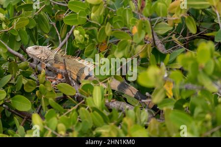 A Green Iguana (Iguana iguana) on a branch in the Florida Keys, Florida, USA. Stock Photo
