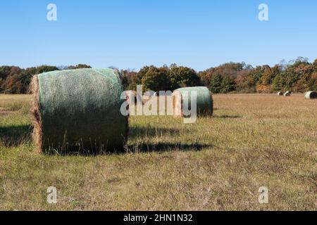 Large round bales of hay scattered across a farm meadow on a sunny afternoon with trees lining the horizon. Stock Photo